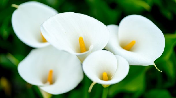 A stock photo of white calla lilies.